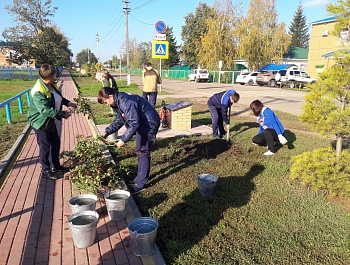 Посадка роз